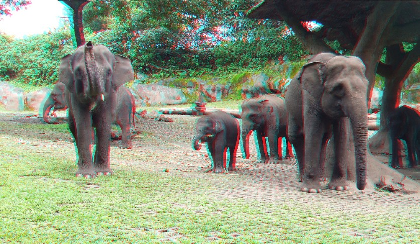 Indian Elephant Enclosure in 3D Anaglyph Guest upload